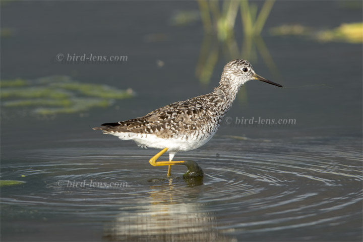Kleiner Gelbschenkel Kleiner Gelbschenkel